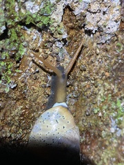 Rhynchotrochus macgillivrayi