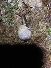 Rhynchotrochus macgillivrayi