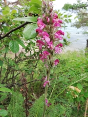 Pedicularis rubens