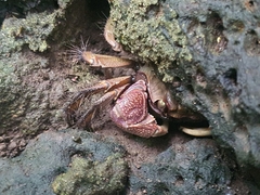 Grapsoidea