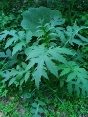 Heracleum sphondylium sphondylium