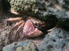 Grapsoidea