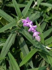 Salvia leucantha
