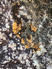 Caloplaca cinnabarina