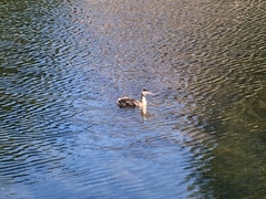 Podiceps cristatus