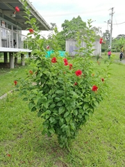 Hibiscus rosa-sinensis