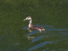 Podiceps cristatus