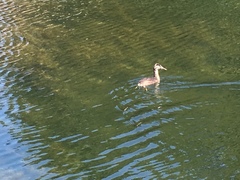 Podiceps cristatus