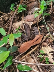 Anura