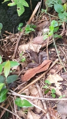 Anura