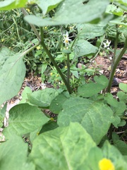 Solanum nigrum