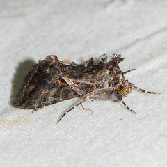 Ctenoplusia oxygramma