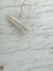 Trigonotylus pulcher