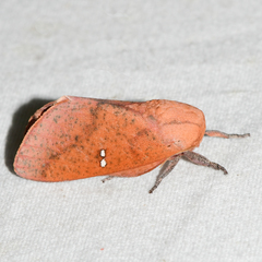Syssphinx bicolor