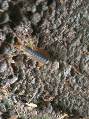 Ligia exotica