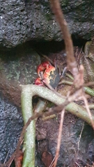 Chiromantes