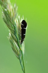 Athripsodes albifrons