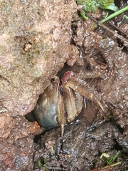 Grapsoidea