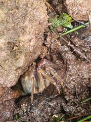 Grapsoidea