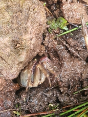 Grapsoidea