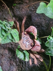 Chiromantes