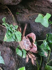 Chiromantes