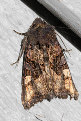 Euplexia benesimilis