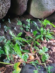 Chiromantes