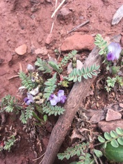Astragalus molybdenus