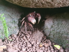 Chiromantes