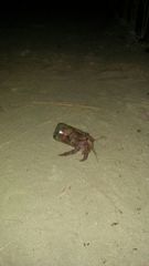 Coenobita brevimanus