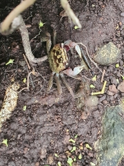 Chiromantes