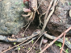 Chiromantes