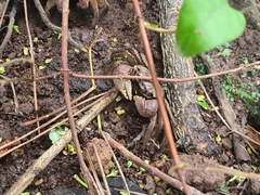 Chiromantes