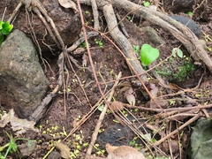 Chiromantes