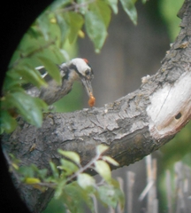 Dendrocopos syriacus