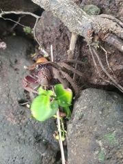 Chiromantes