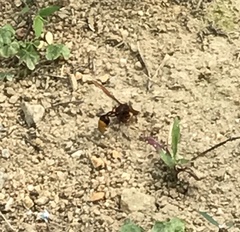 Delta pyriforme pyriforme