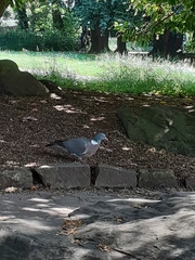 Columba palumbus