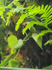 Neoscona mellotteei