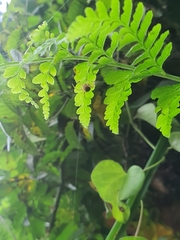 Neoscona mellotteei