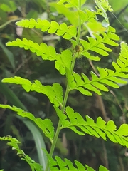Neoscona mellotteei