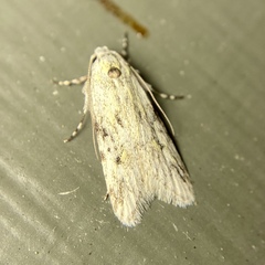 Stenoptena icmaea