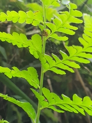 Neoscona mellotteei