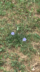 Cichorium intybus