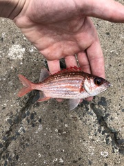 Sargocentron punctatissimum