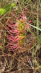 Grevillea goodii