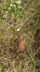 Grevillea goodii