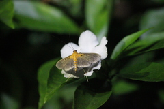 Filodes fulvidorsalis