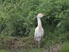 Bubulcus ibis